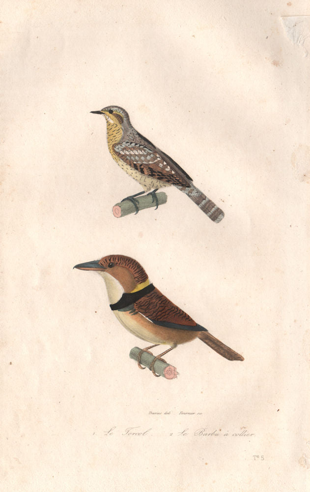 BIRDS. Torcol (Wryneck); Barbu à Collier (Fire-tufted Barbet). BUFFON 1837